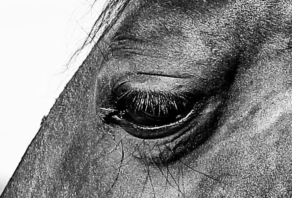 Horse heart
