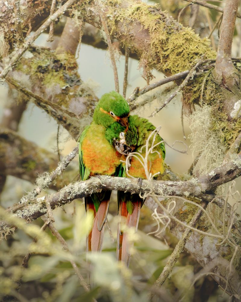 El amor en el bosque