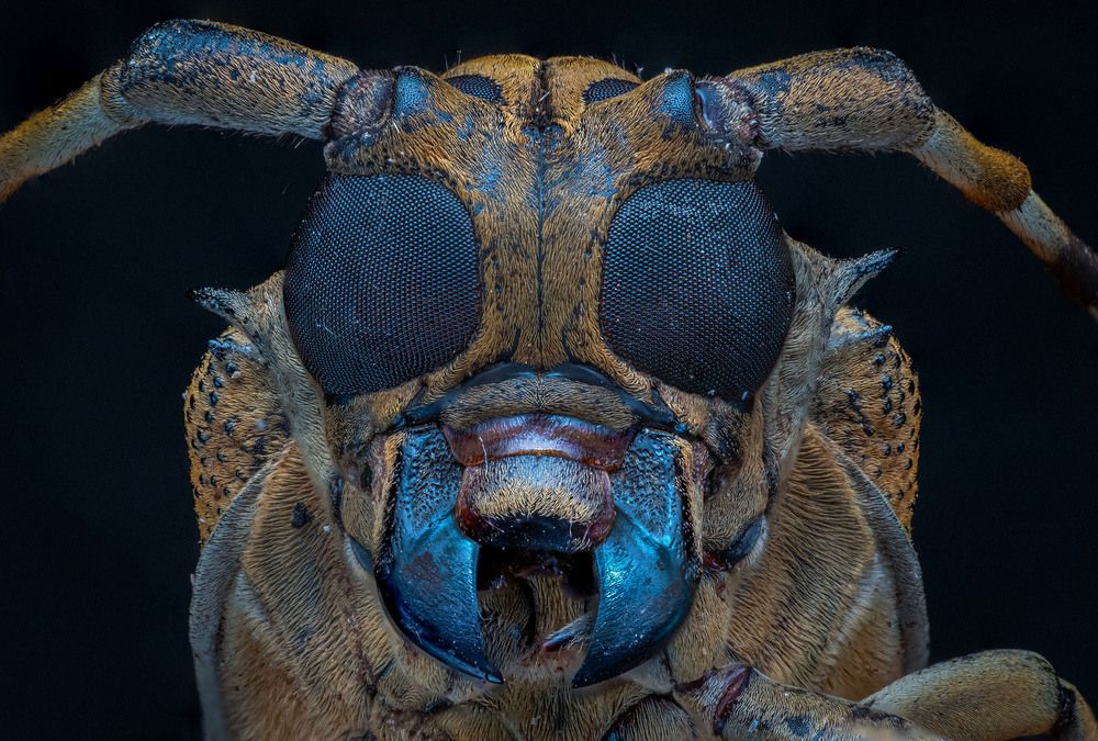 Фотография автора Norman Celis