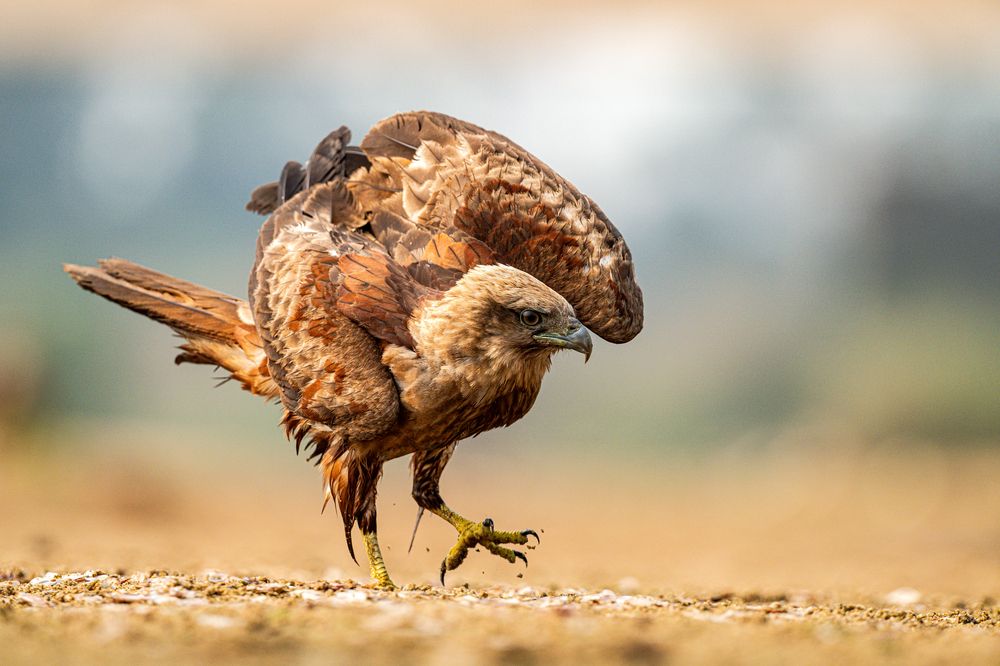 Photograph by Sharad Mansharamani