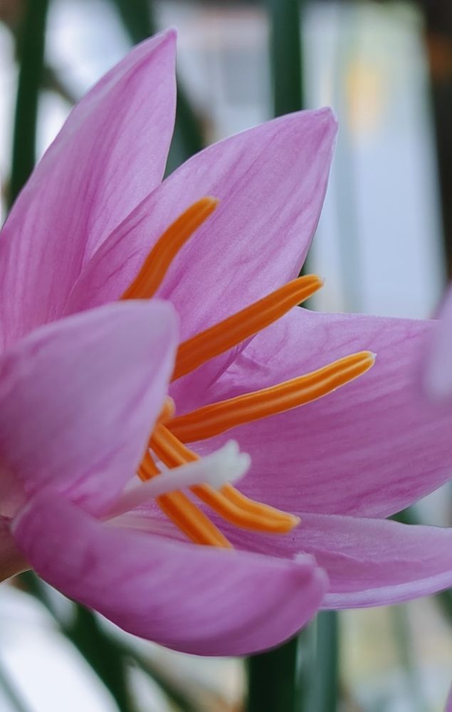 Photograph by Sasmita Singh