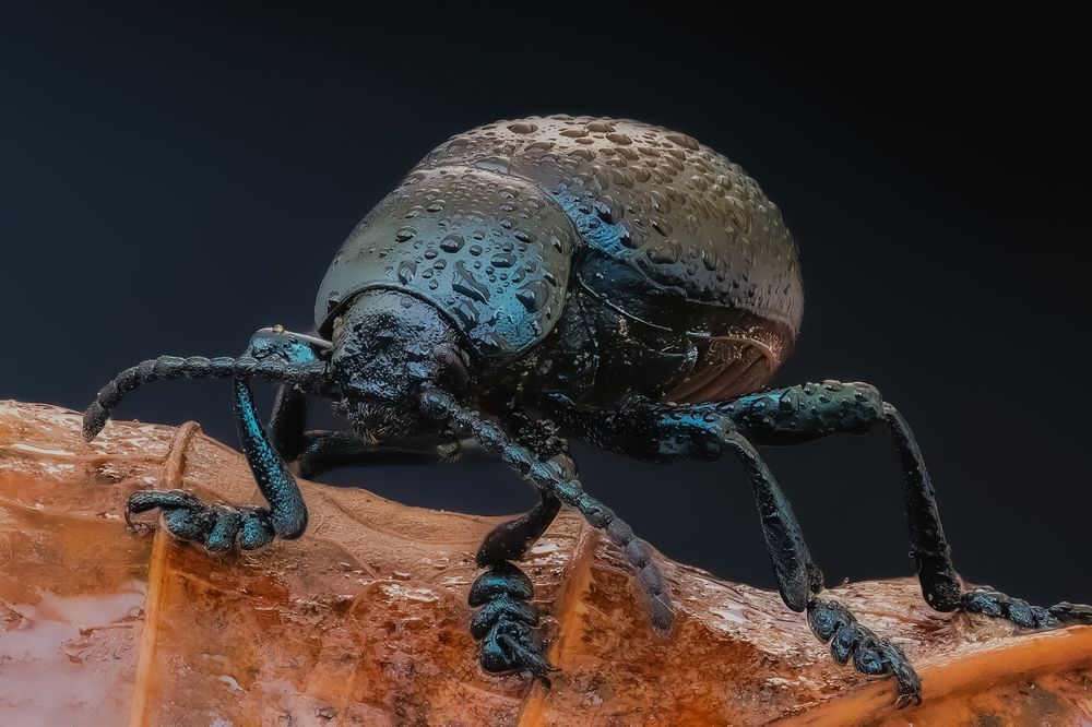 Капли осени!