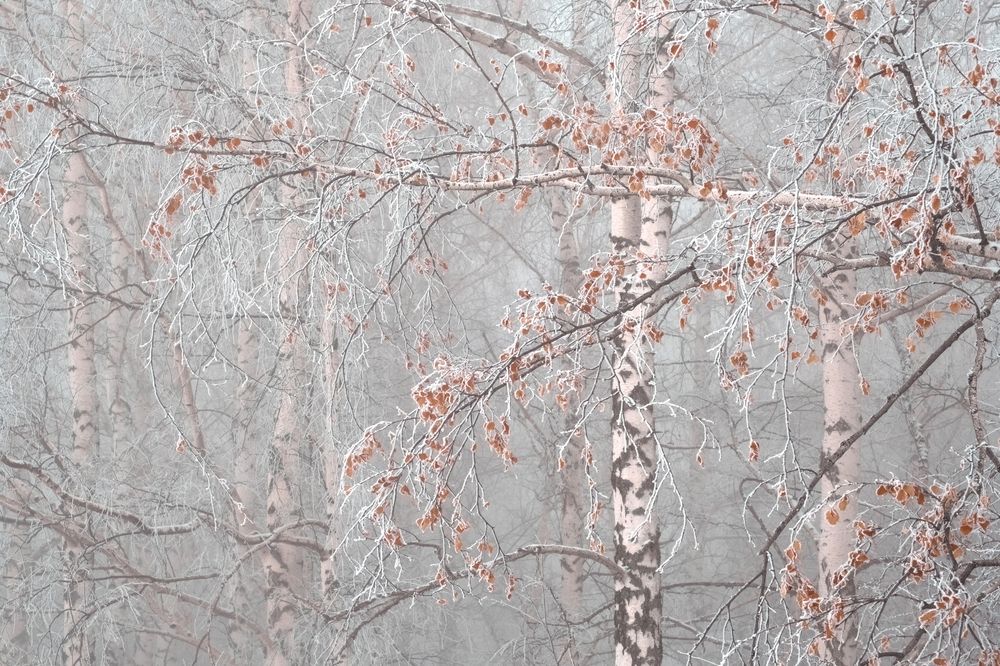 Фотография автора Светлана Краюшкина
