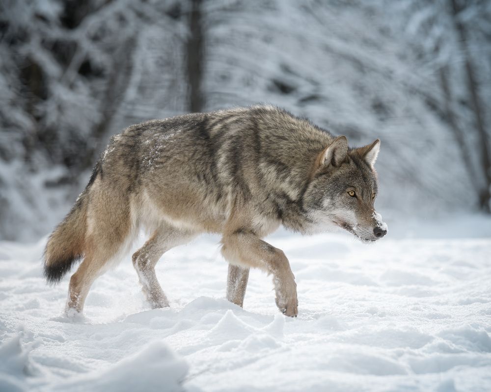 Photograph by Михаил Ездаков