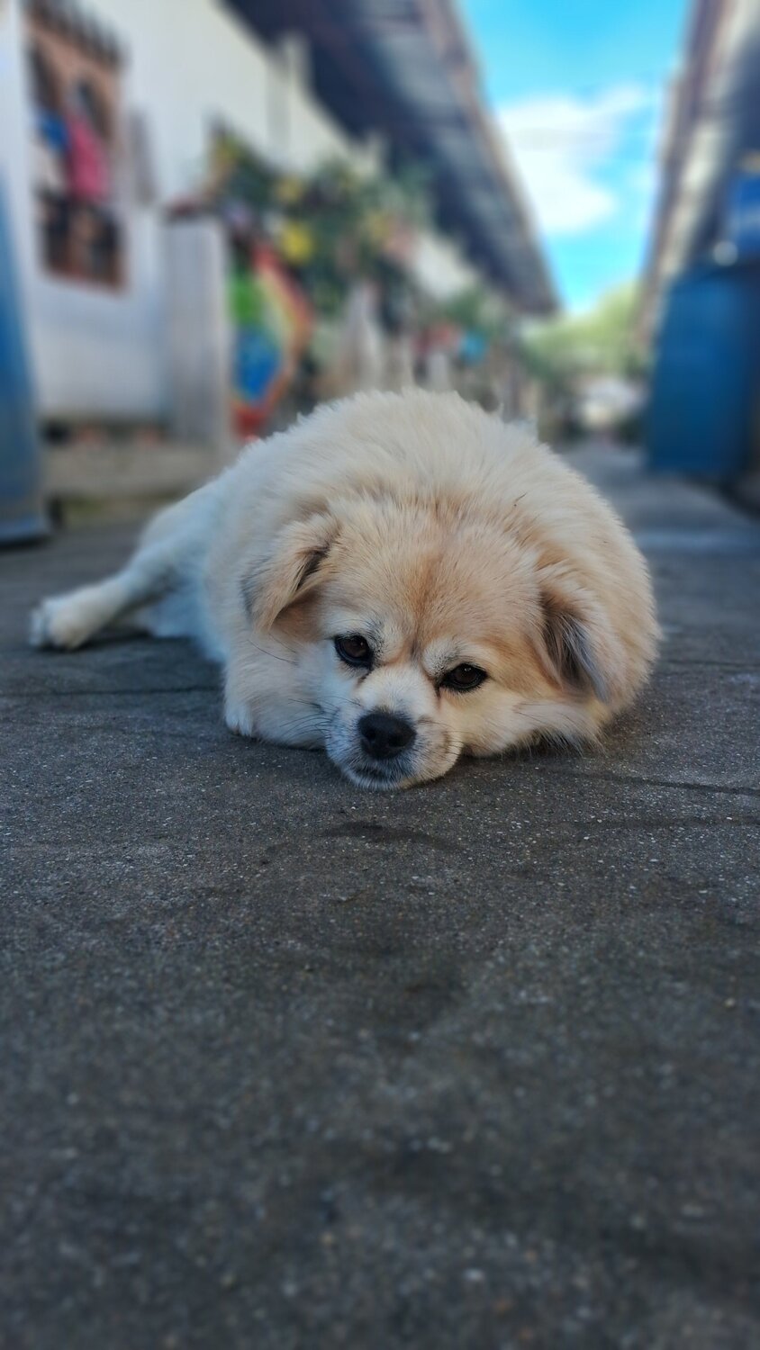 Photo #12113030