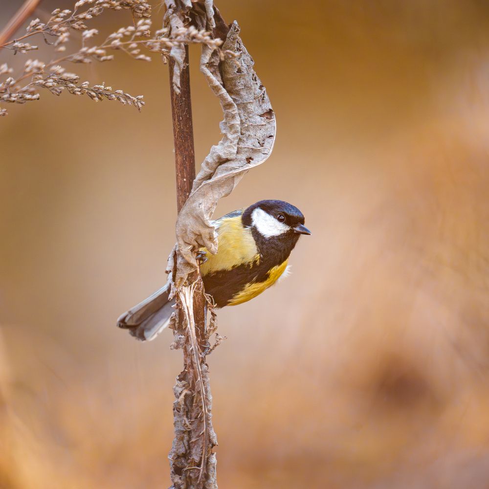 Photograph by Mikhail