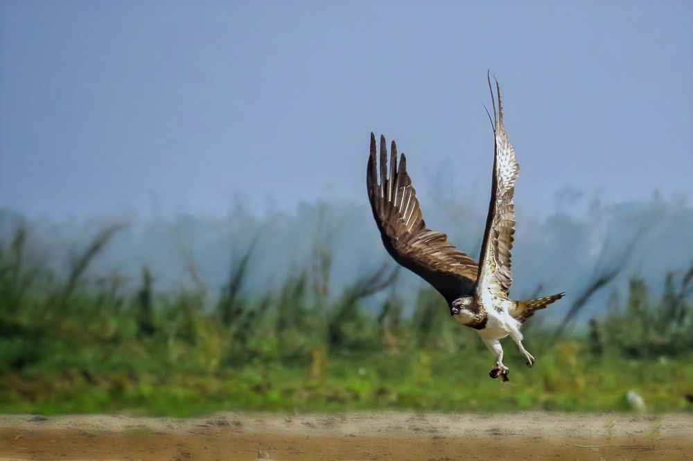 Photograph by Tanusri RoyChowdhury