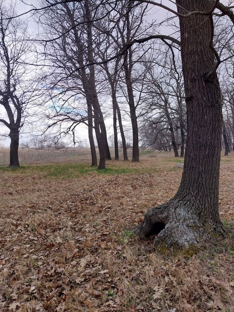 Photo #12113177