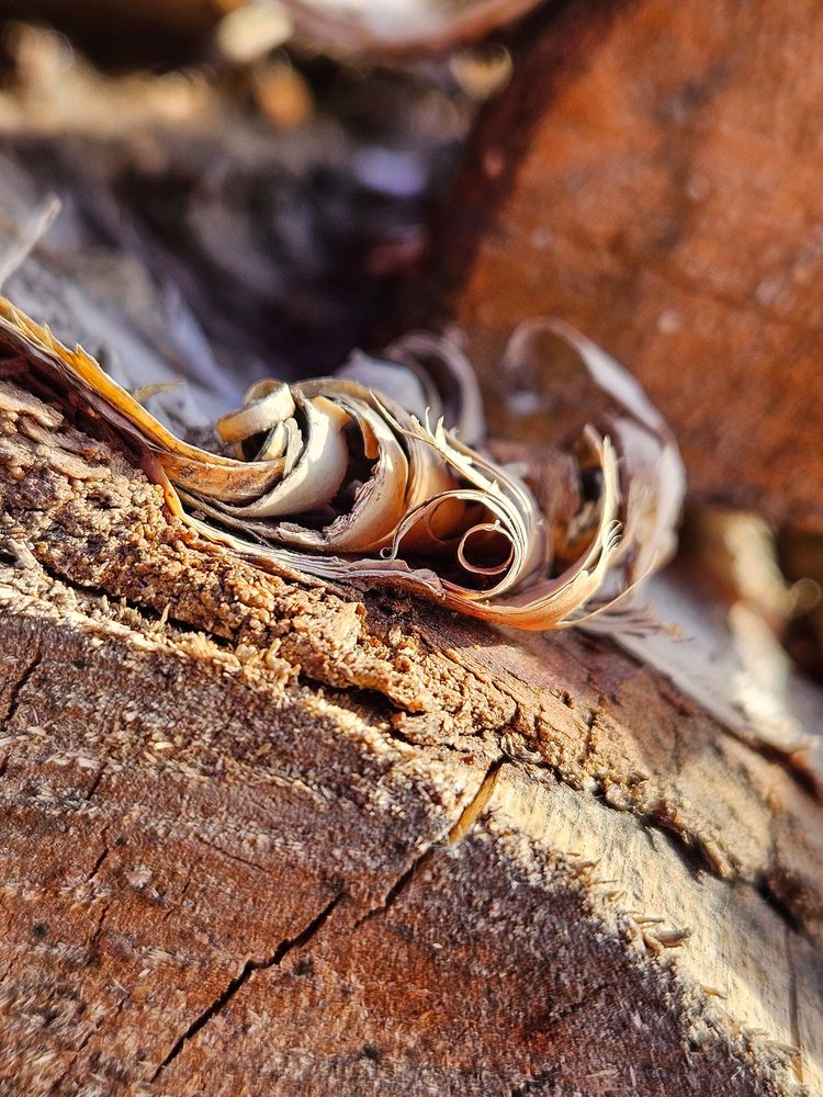 Photograph by Эльвира Сорокина