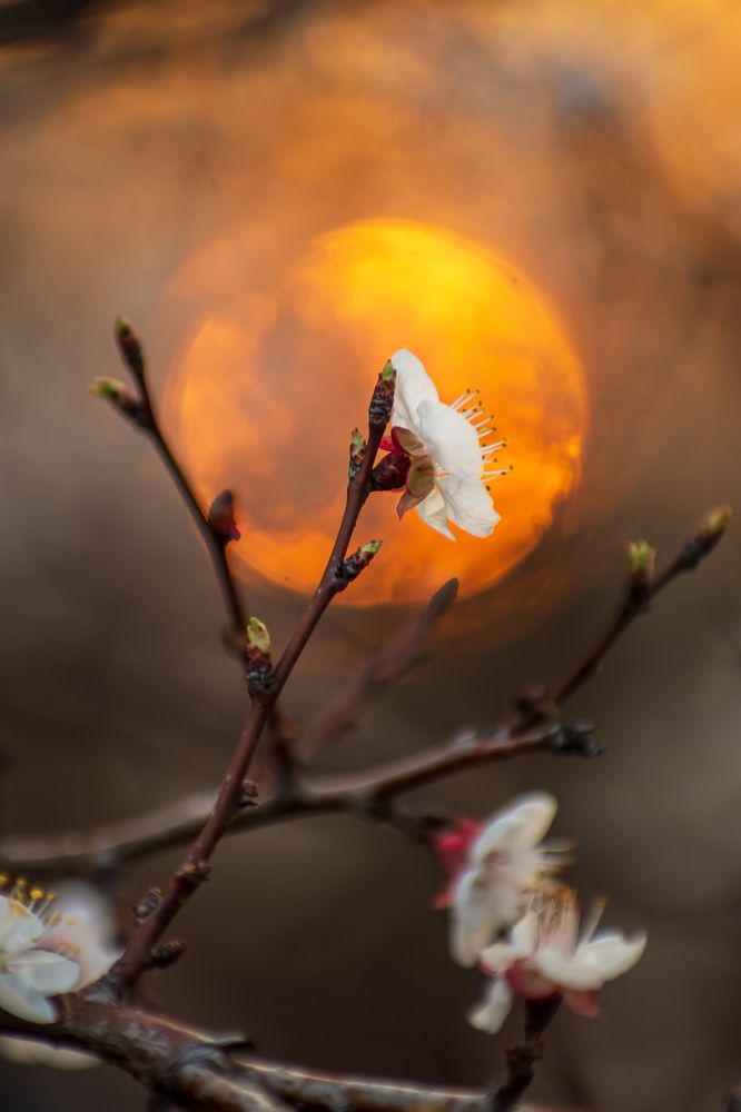 Цветок абрикоса на фоне заходящего солнца