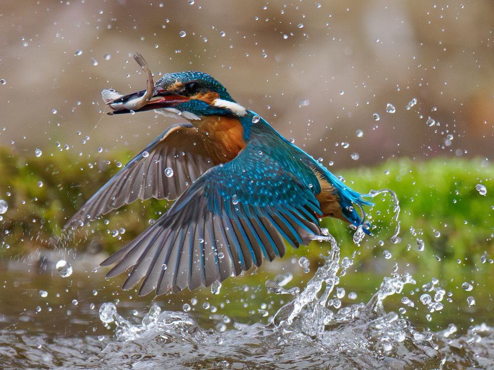 Kingfisher