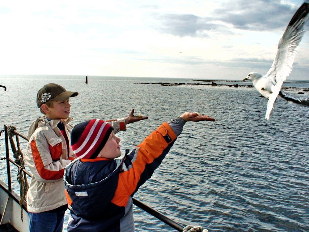 Кормление чаек. Соловки