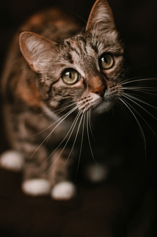 Шикарные усы