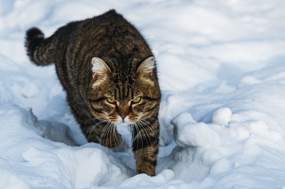 Photograph by Андрей Бородкин