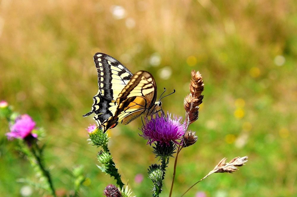Photograph by Liliana Szacsko