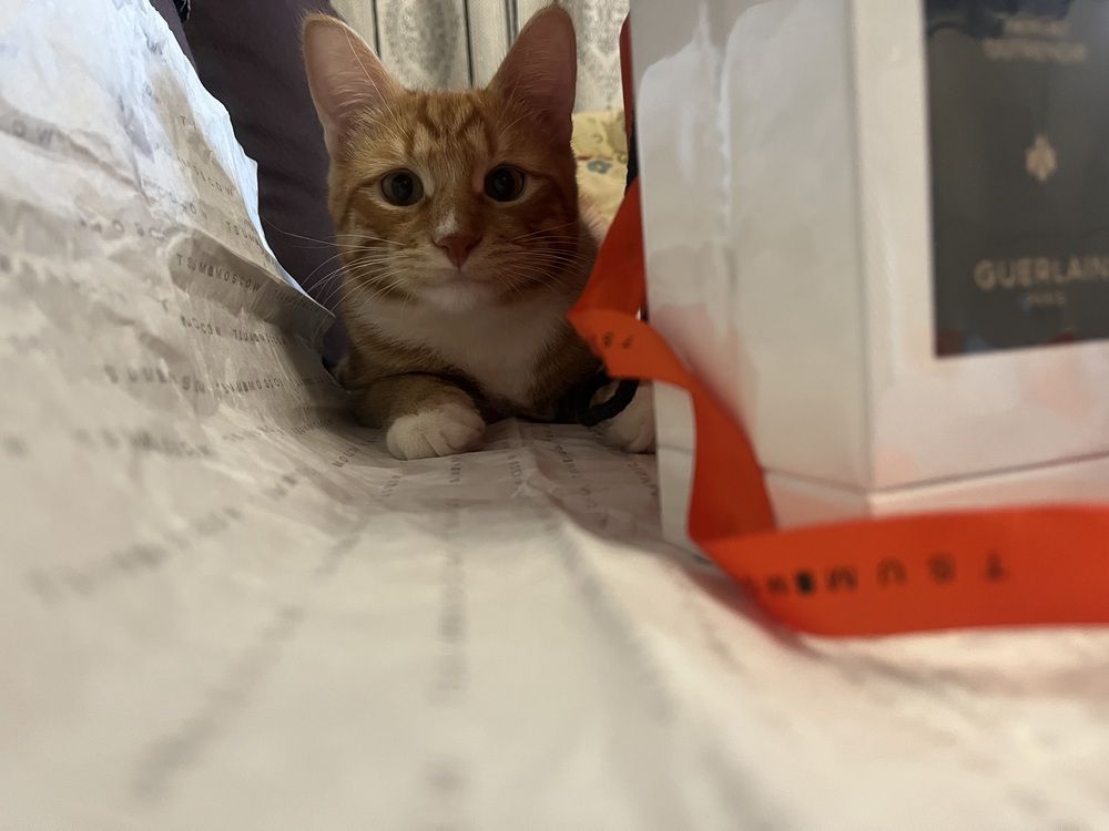 Рыжее солнышко