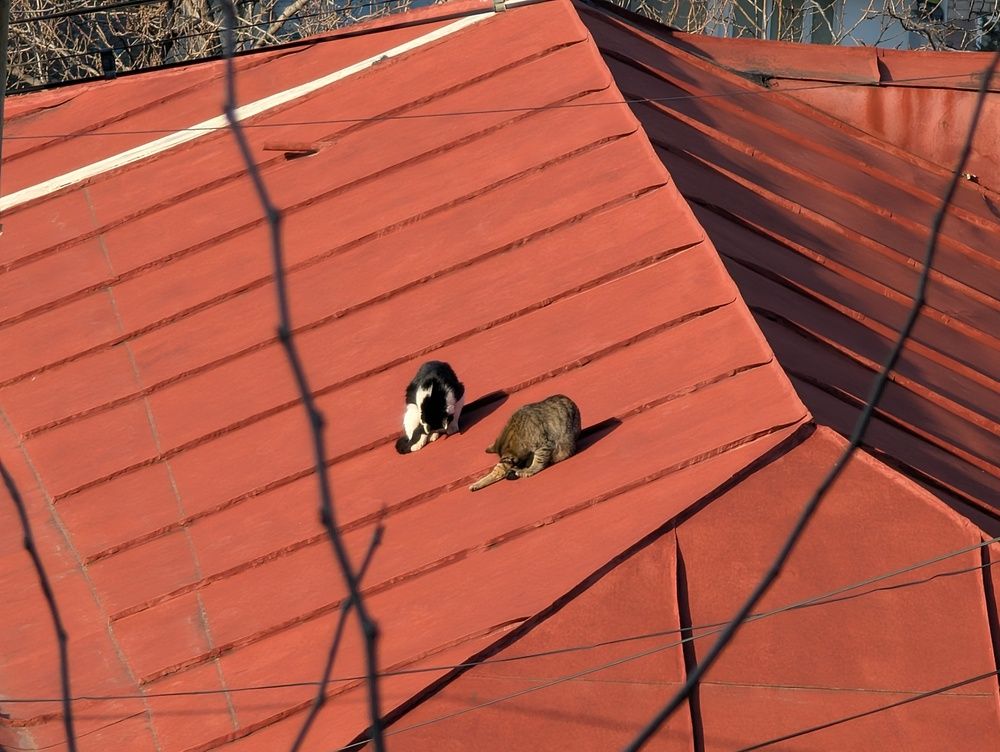 Photo #12114618