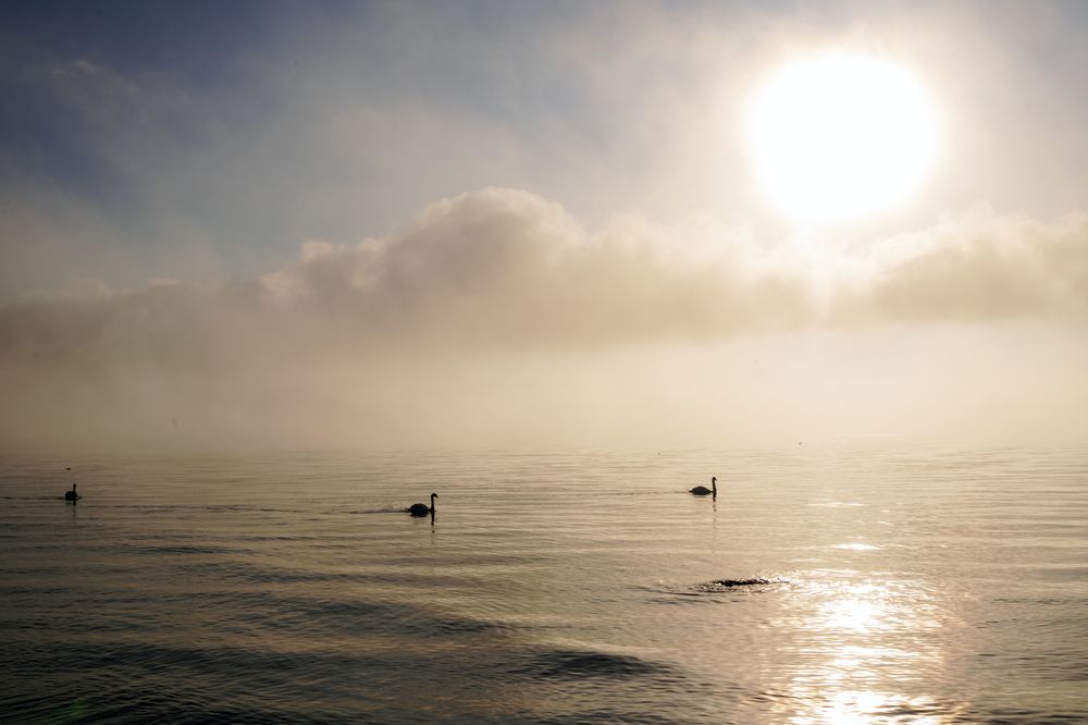 Туманный рассвет