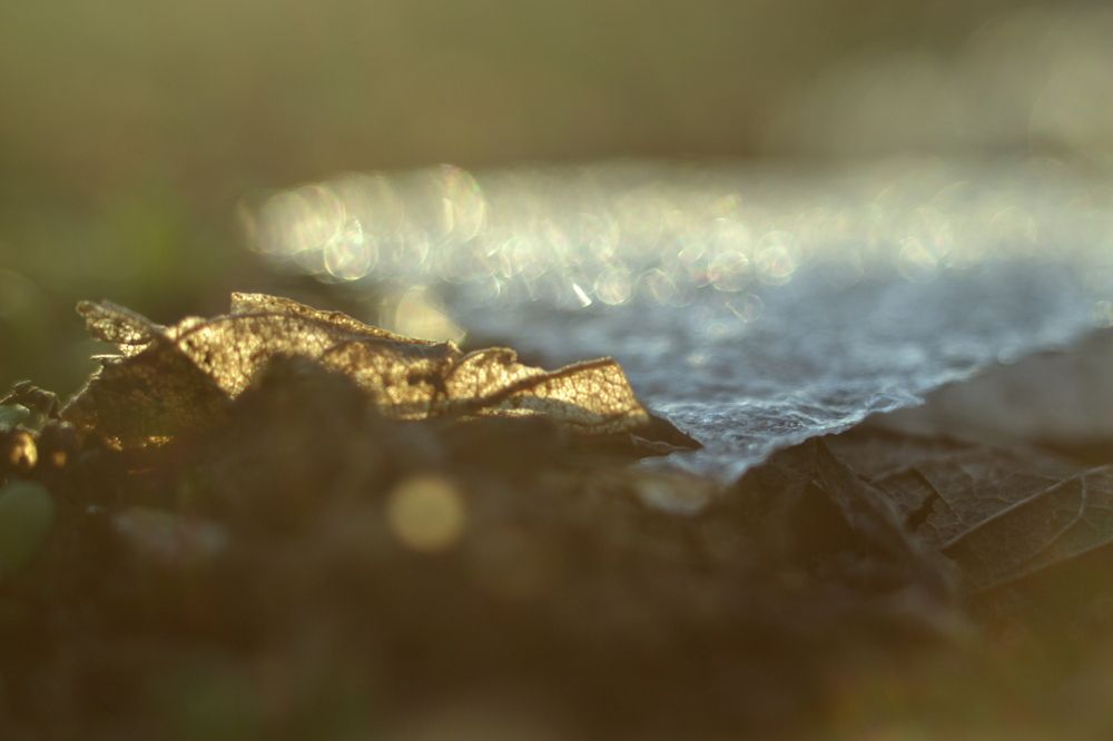 Photo #12115037