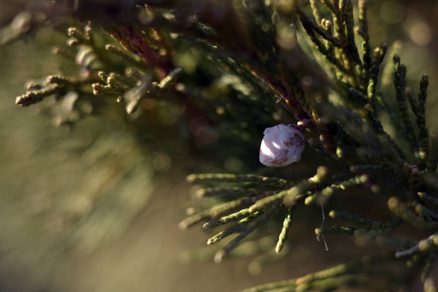 Photo #12115040