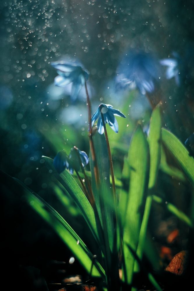 Фотография автора Анна Любимова