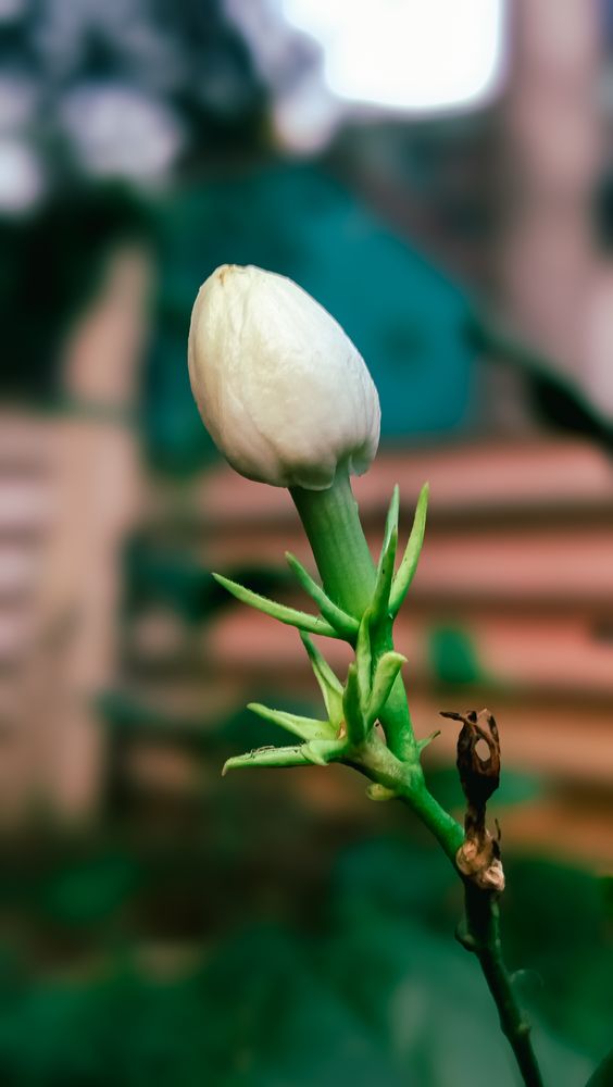 “Silent Bloom”