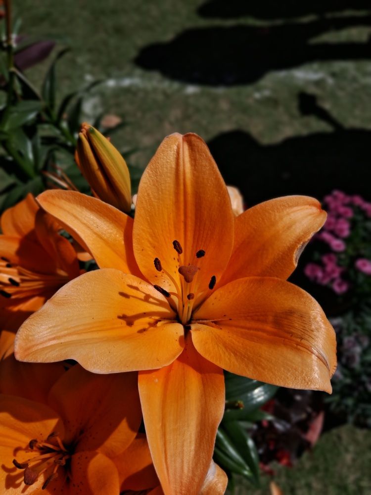 Photo #12115269