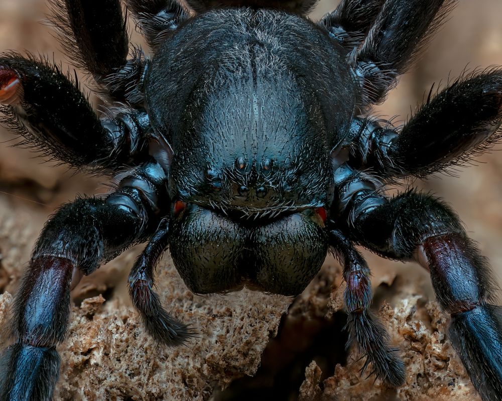Фотография автора Craig Loechel