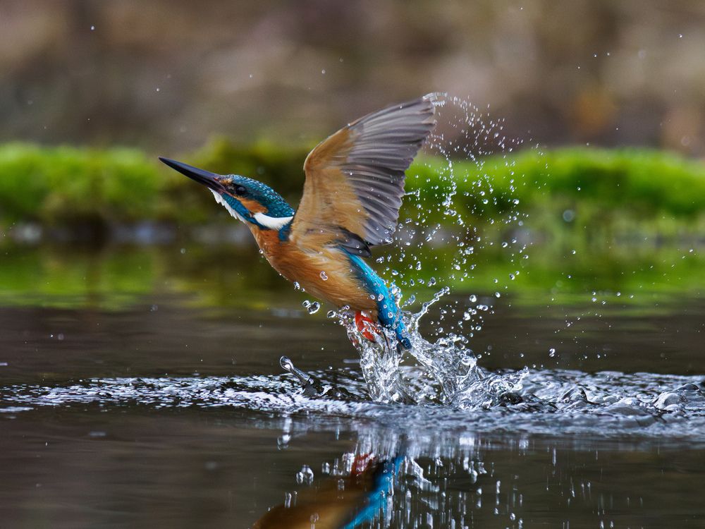 Kingfisher