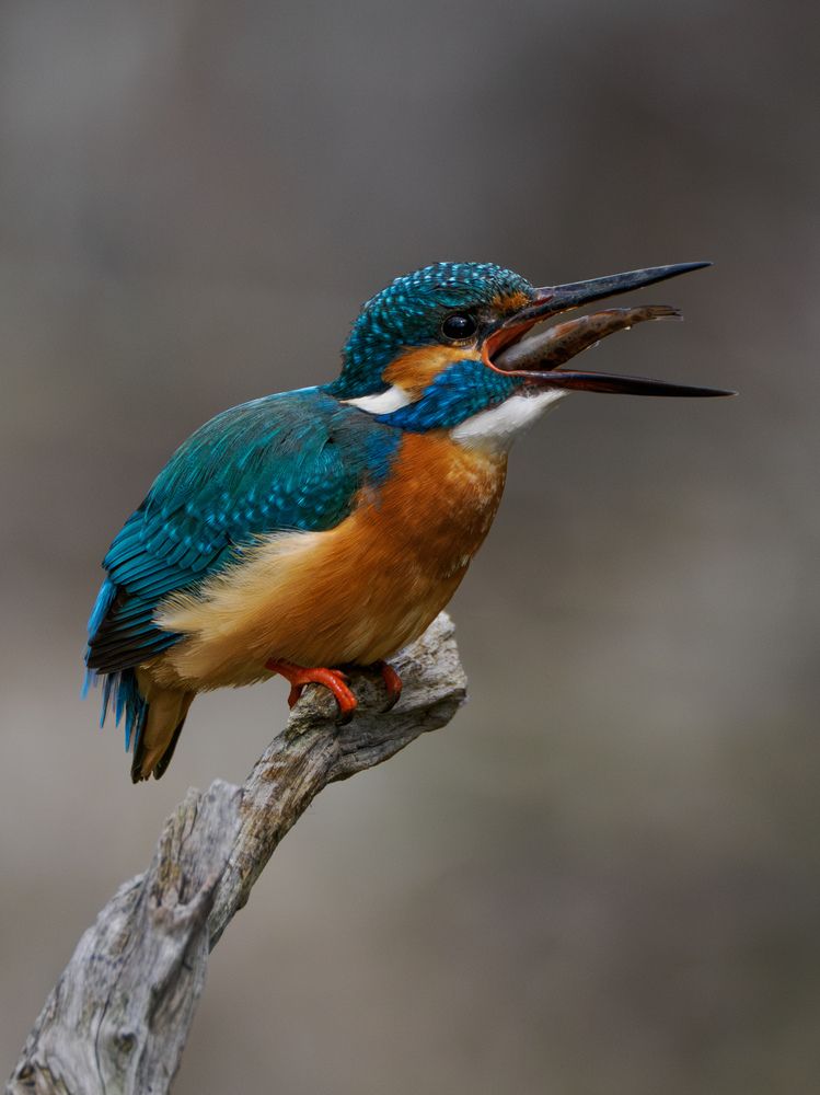 Kingfisher