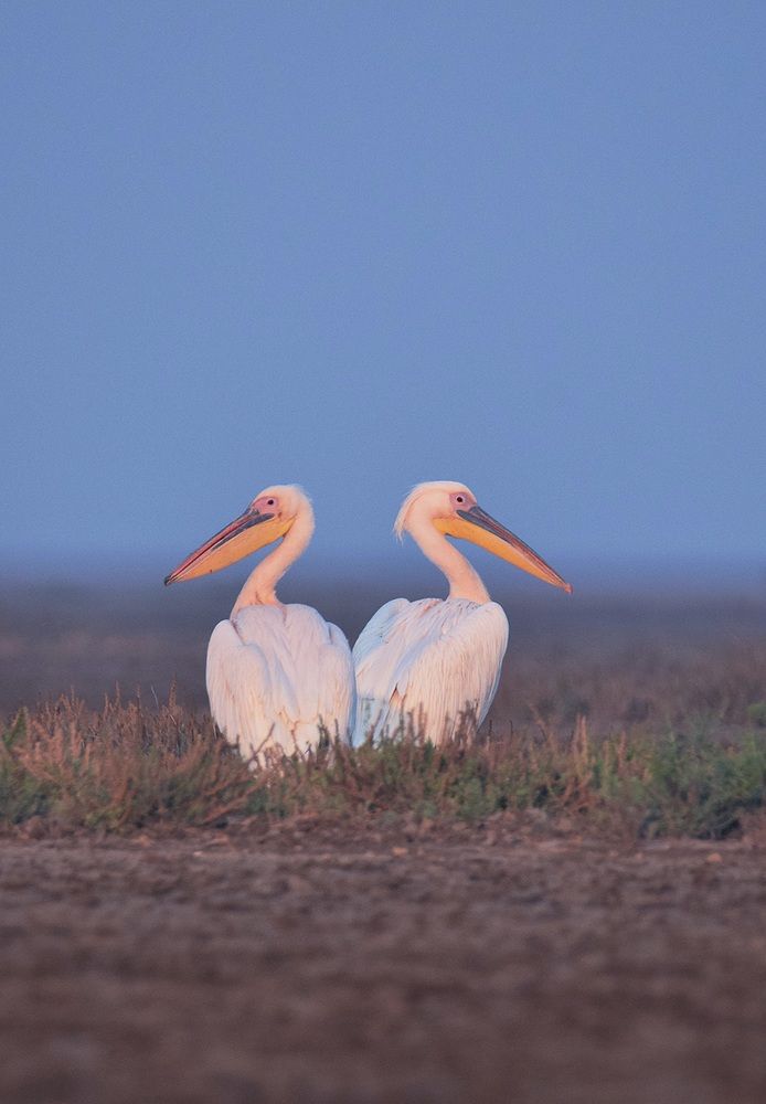 Photograph by Rahul Meani