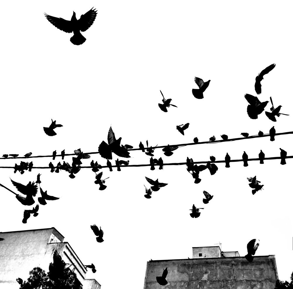 Photograph by Sam Esfahani