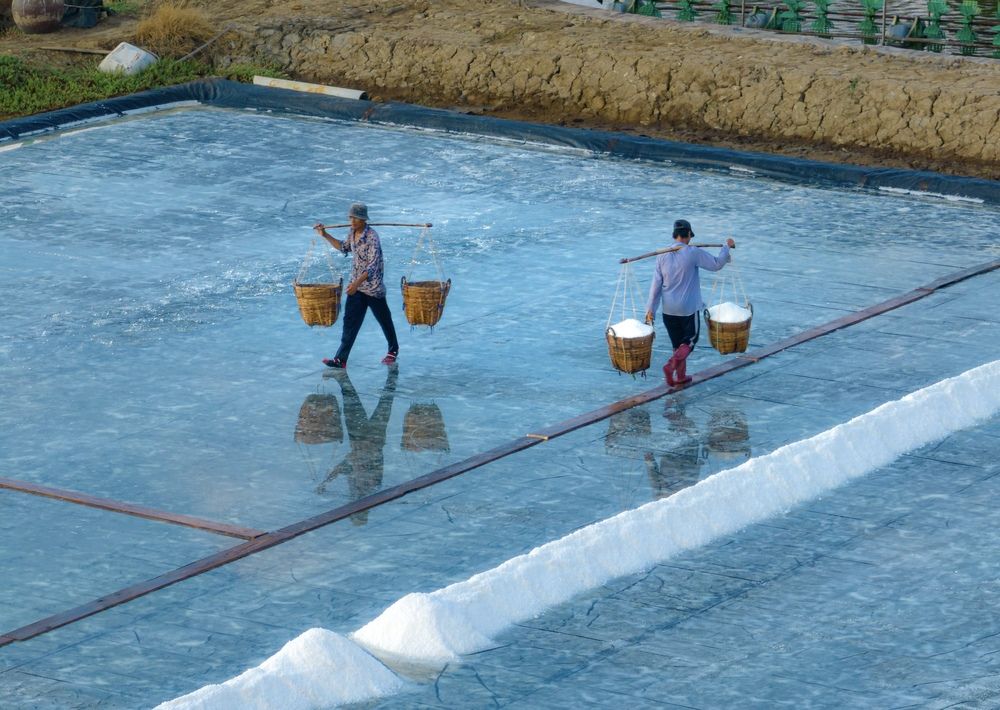 Thu hoạch muối cần giờ