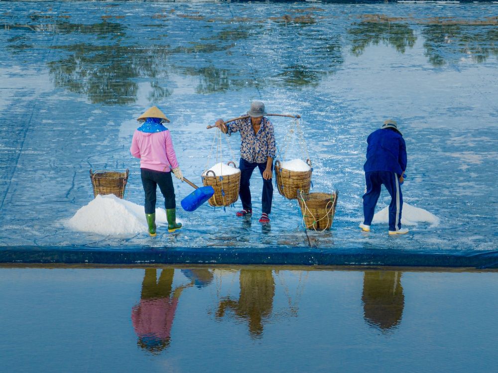 Thu hoạch muối của người dân cần giờ