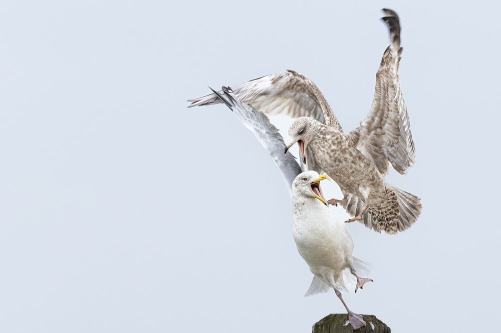 Photograph by Suhas Jadhav