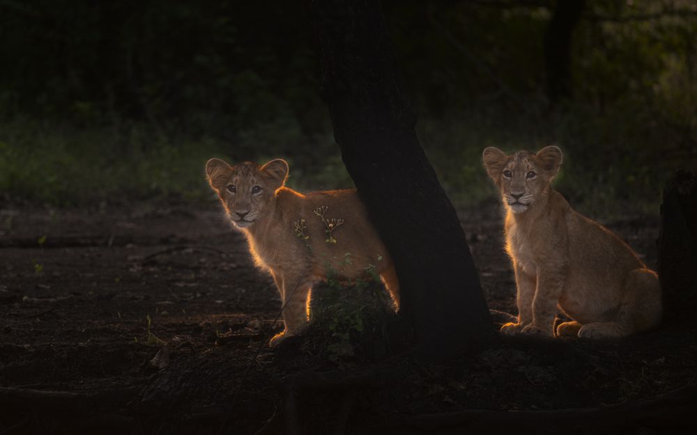Photograph by Narayanan Iyer