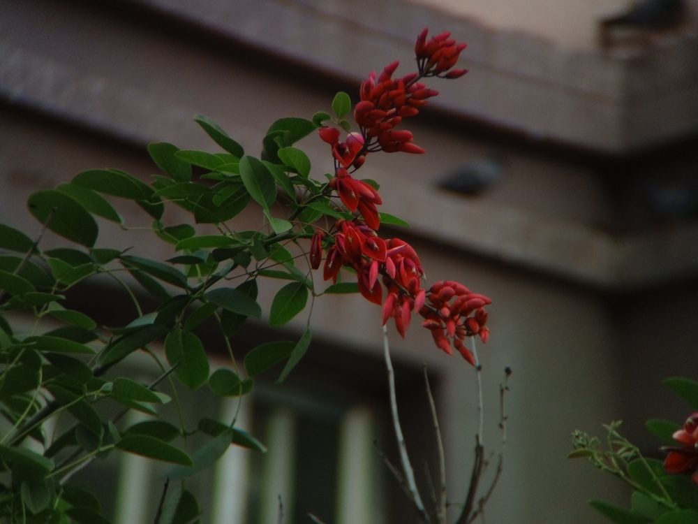 Фотография автора Ashim Lepcha