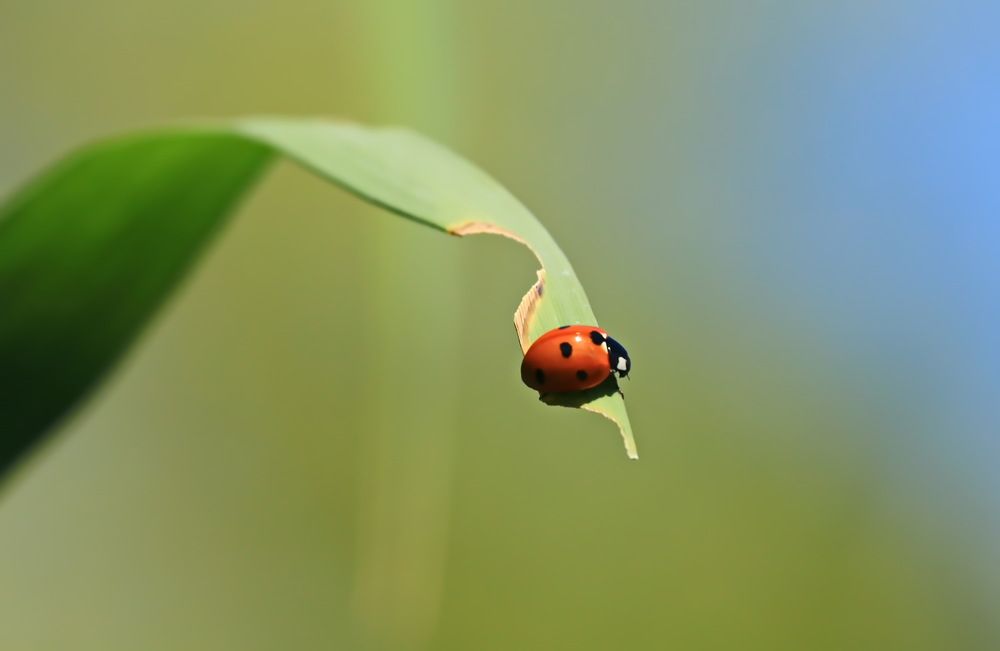Фотография автора Сергей Кульков