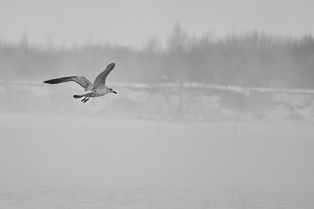 Фотография автора IRINA FILIPPOVA