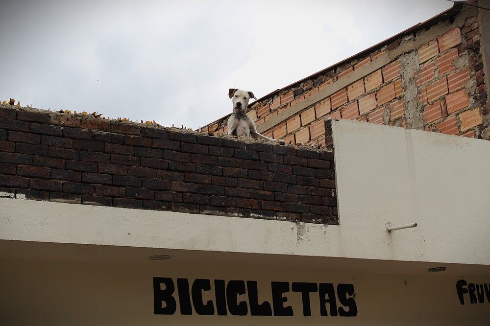 Perro criollo se asoma en la azotea de un local de bicicletas