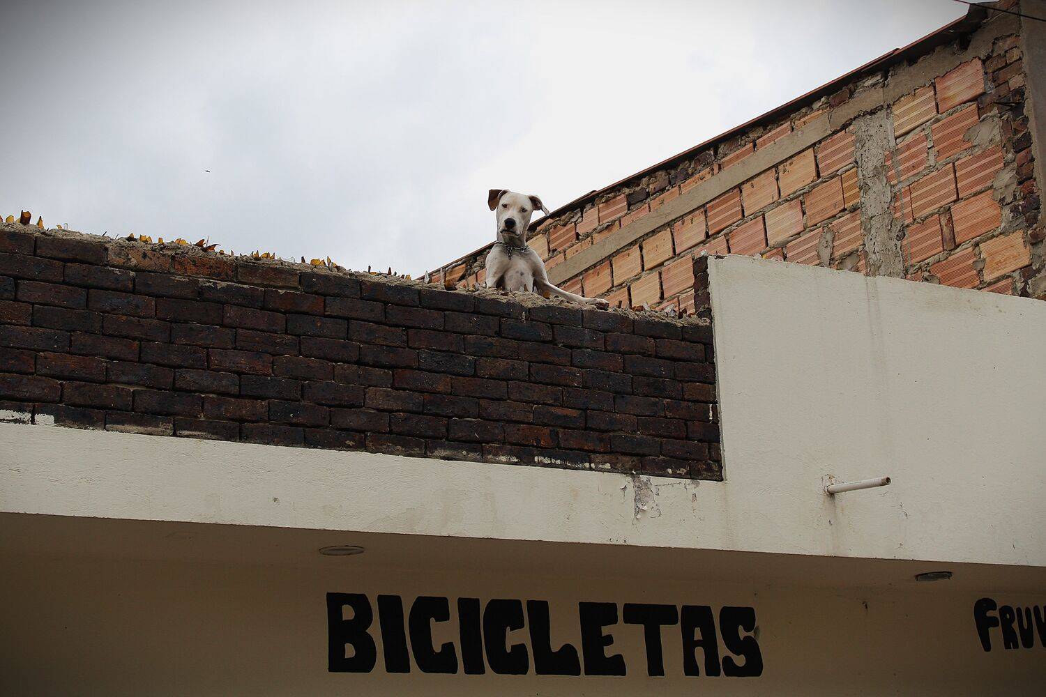 Perro criollo se asoma en la azotea de un local de bicicletas