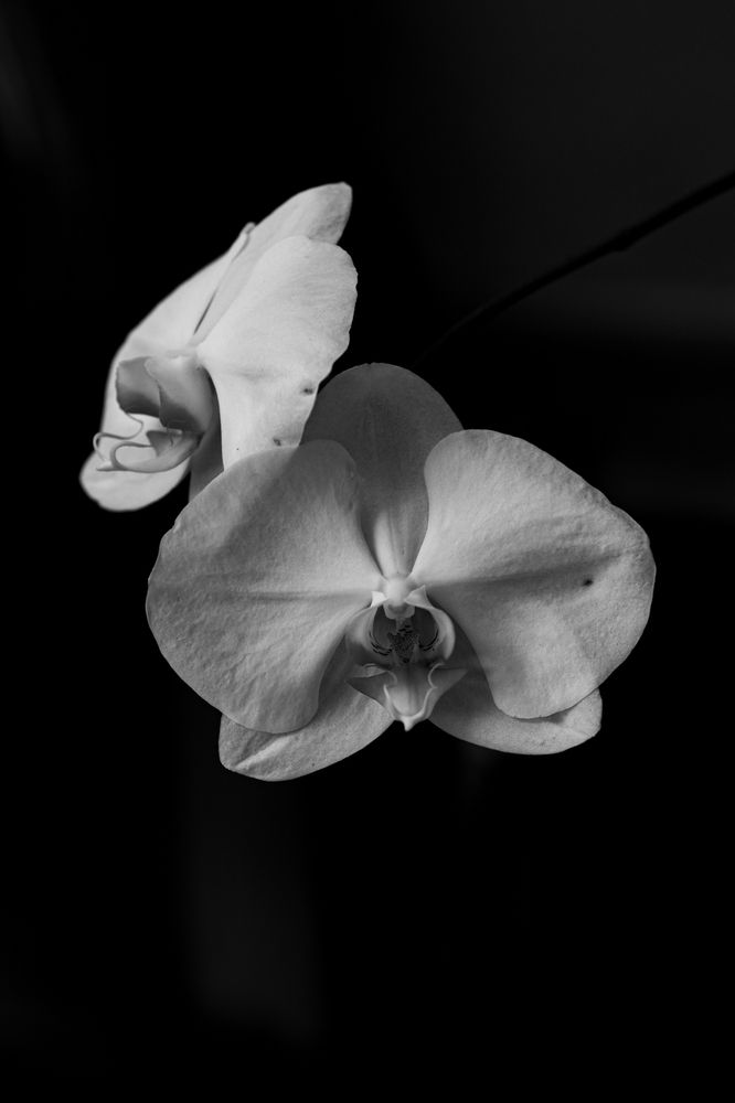 Photograph by Hosana Vieira