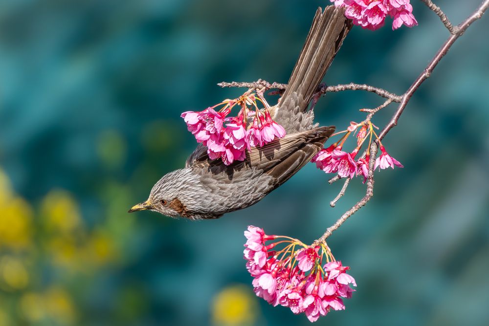 Photograph by Suzuki Ryuta