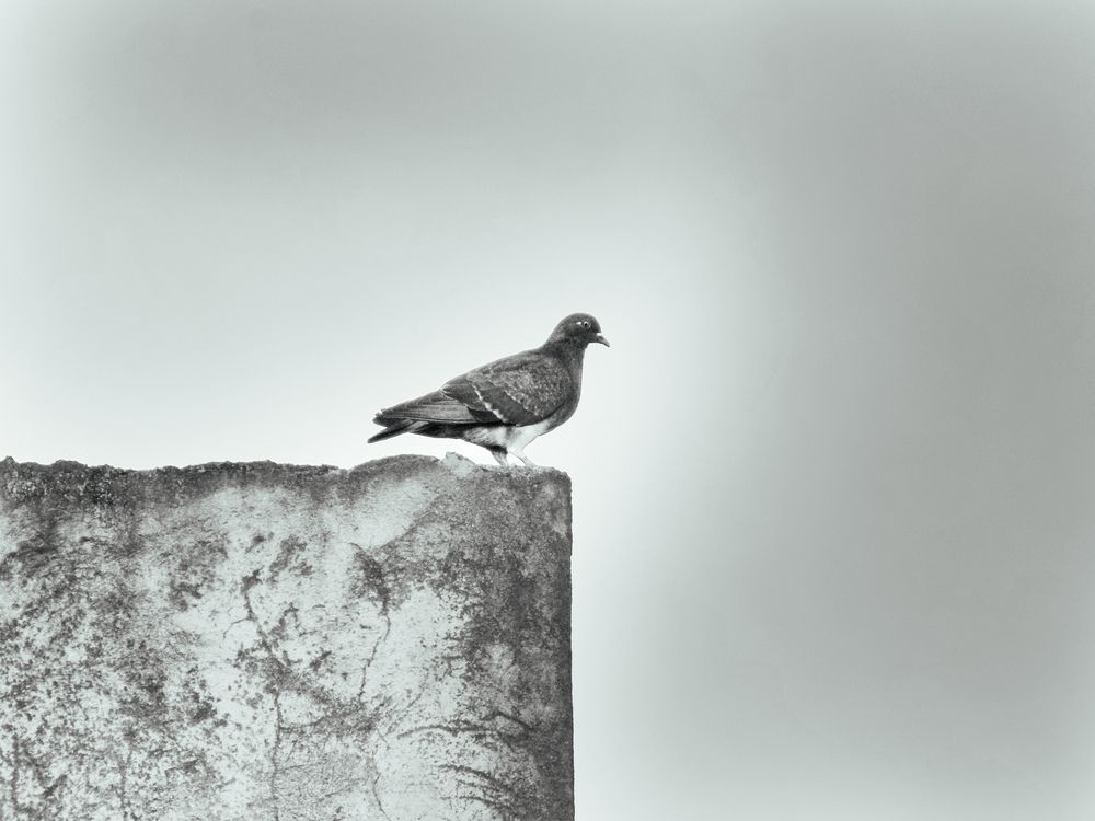 My neighbor pigeon