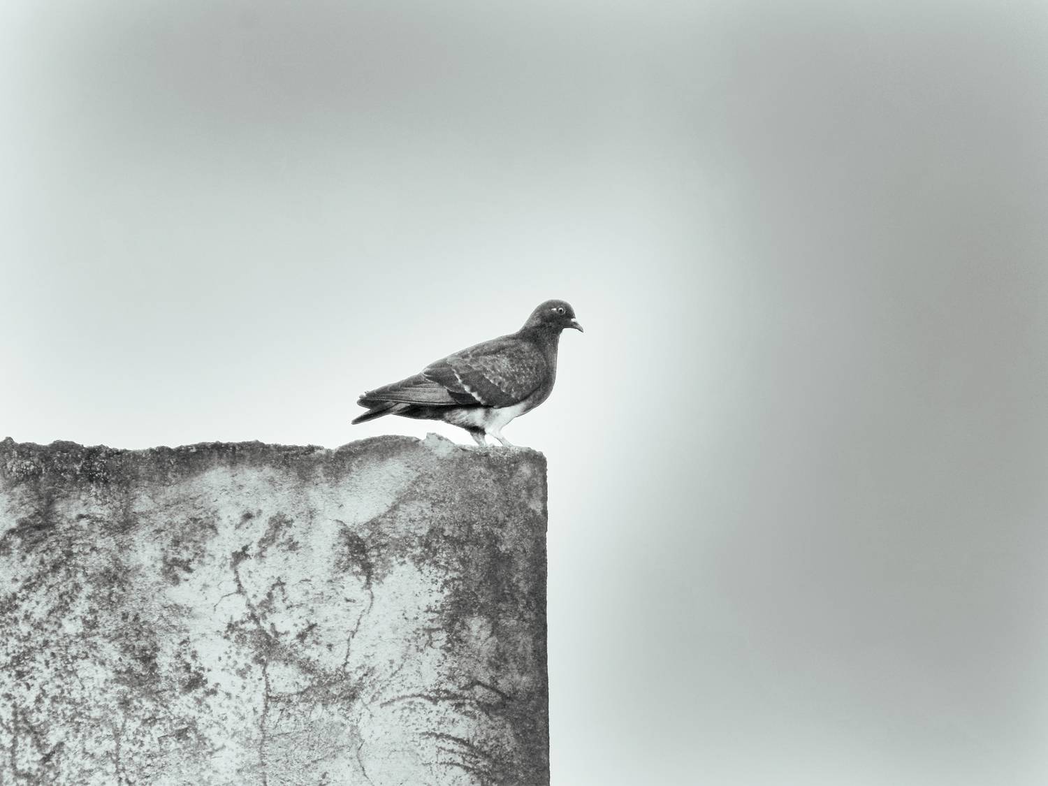 My neighbor pigeon