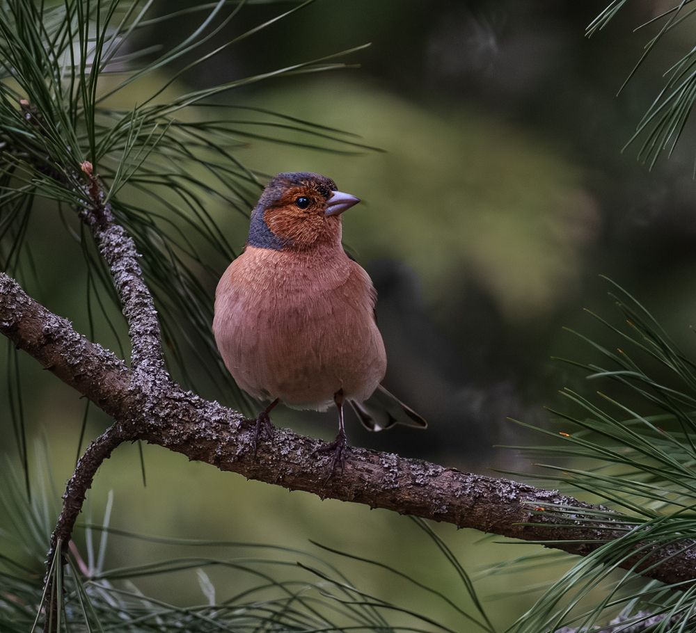 Photograph by Курлянцев Алексей