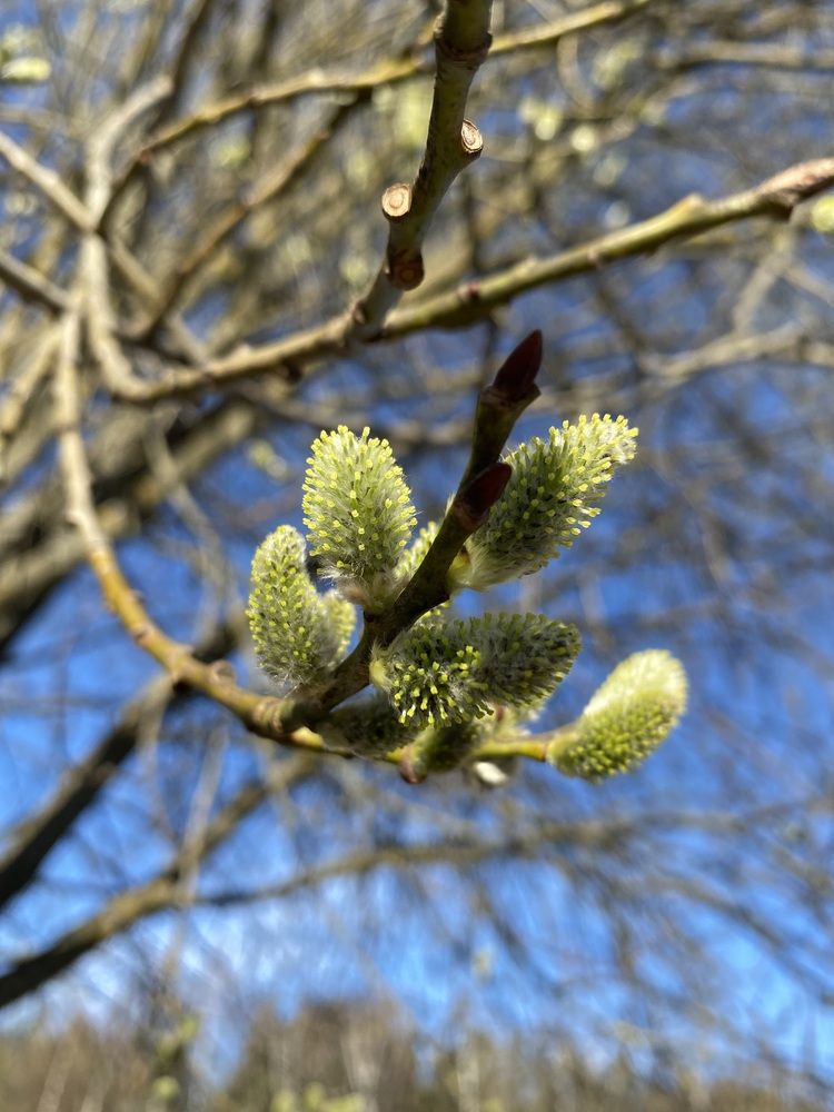 Весна идет, весне дорогу!