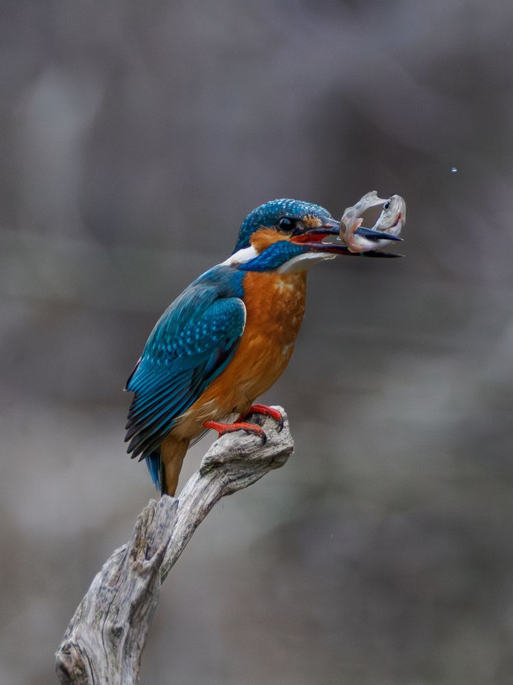 Photograph by Daniela Retzer