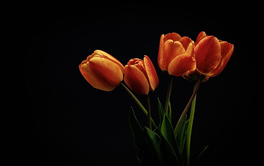 Photograph by Alex Kalpus