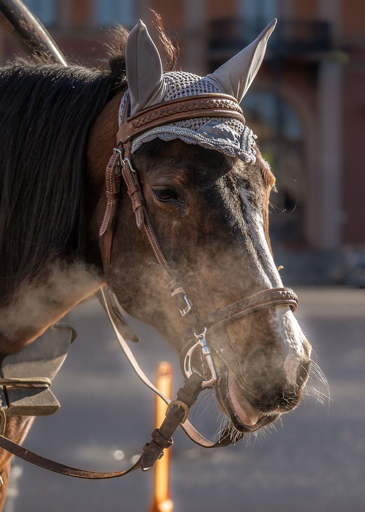 Photograph by Ilya Str